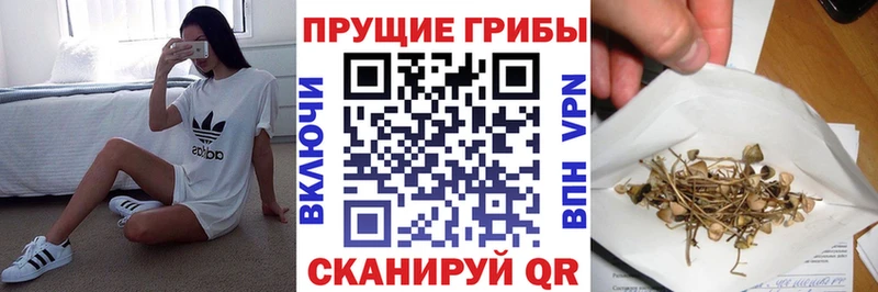 Галлюциногенные грибы Psilocybe где можно купить наркотик Гаврилов Посад